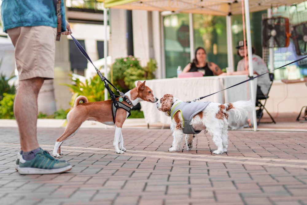 a dog on a leash tied to a person's leg