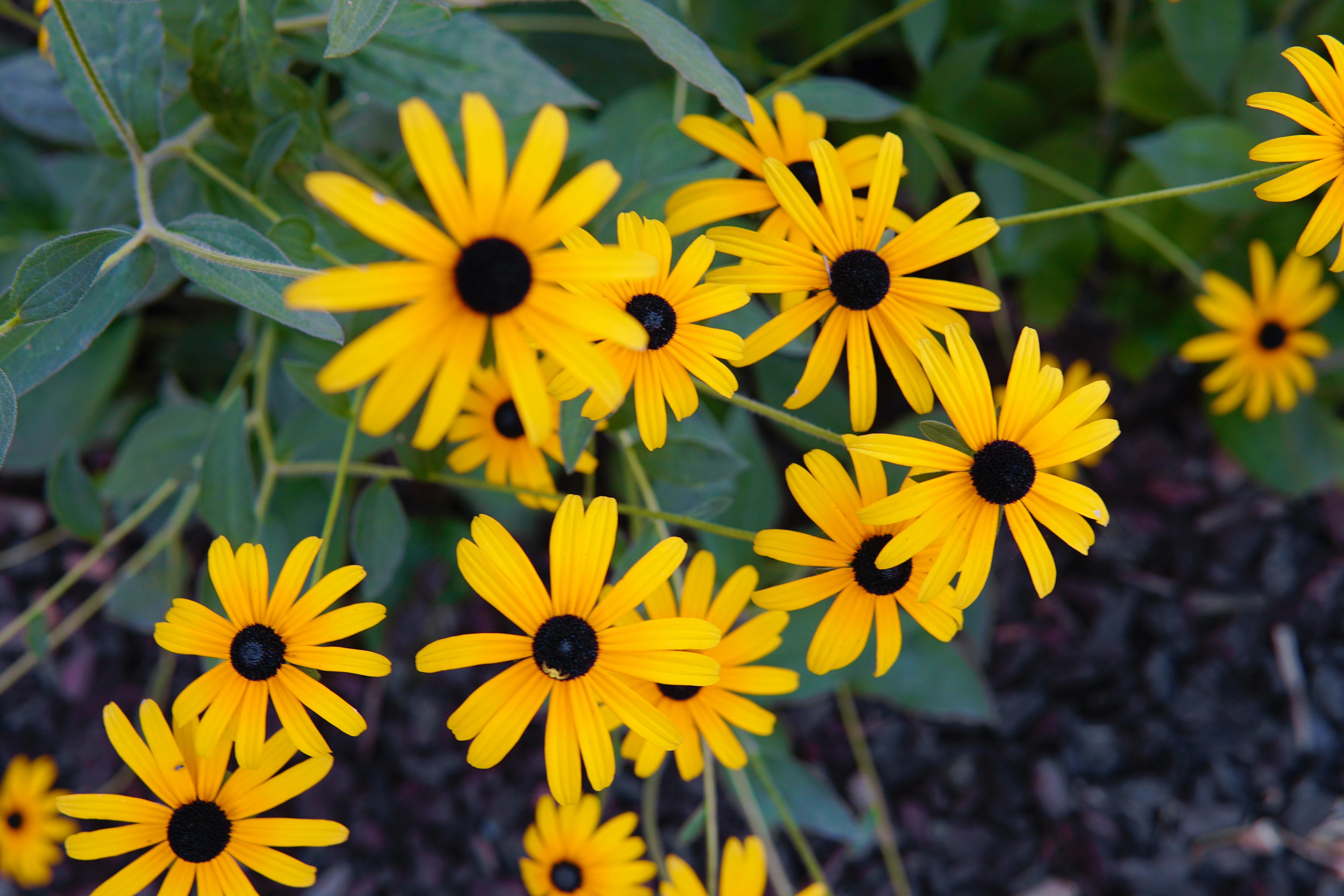 A group of yellow flowers
