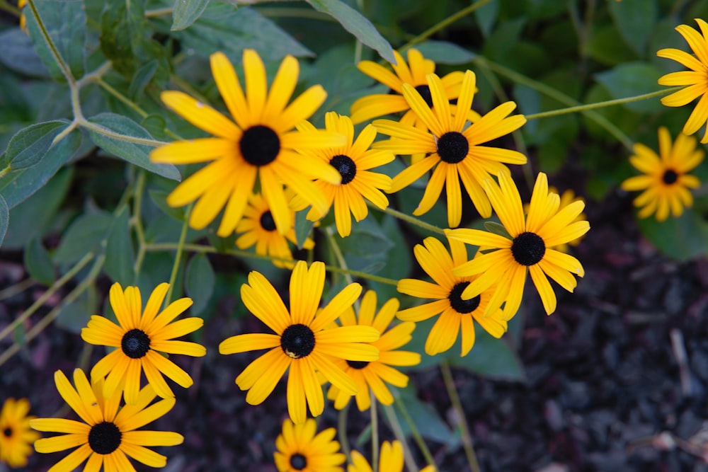 um grupo de flores amarelas