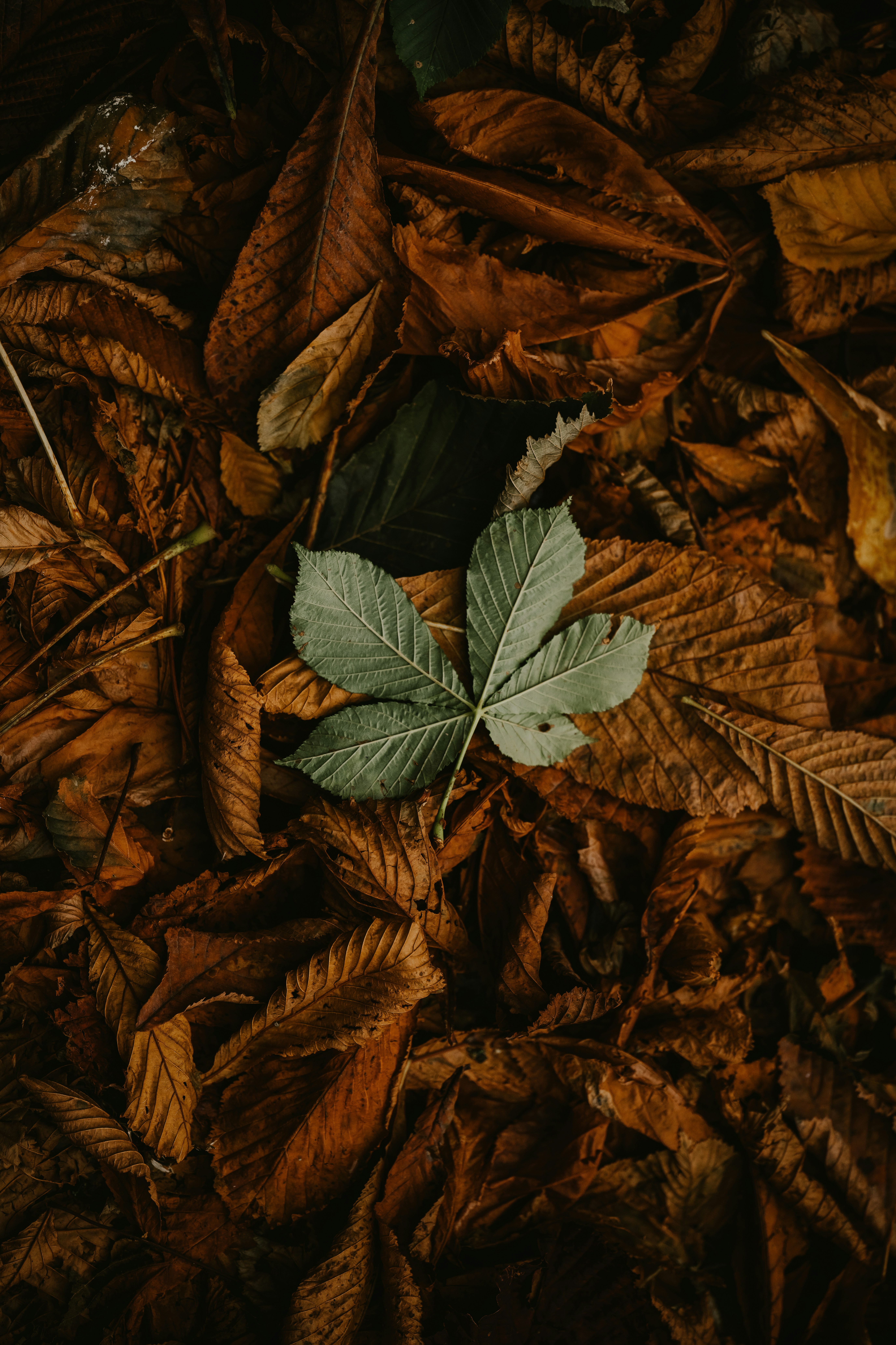 Photo by anniespratt