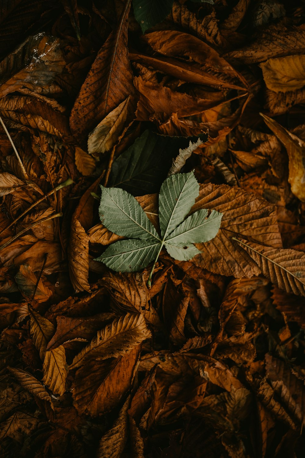 a green leaf on a pile of brown leaves