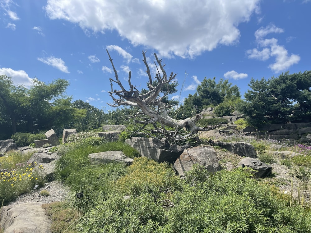 a tree in a grassy area