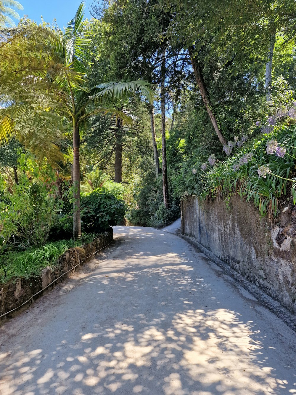 a path with trees on the side