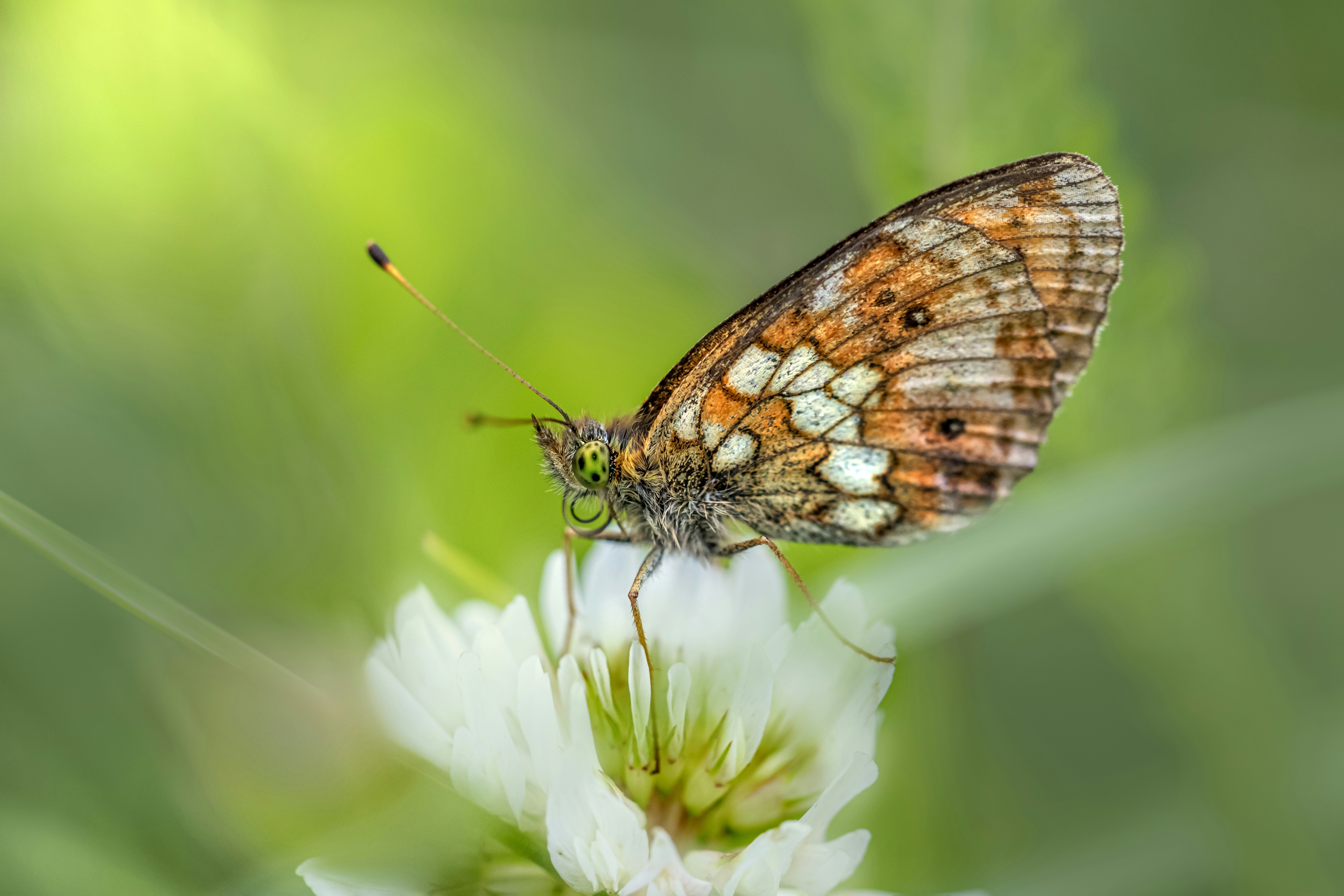 Photo by erik_karits