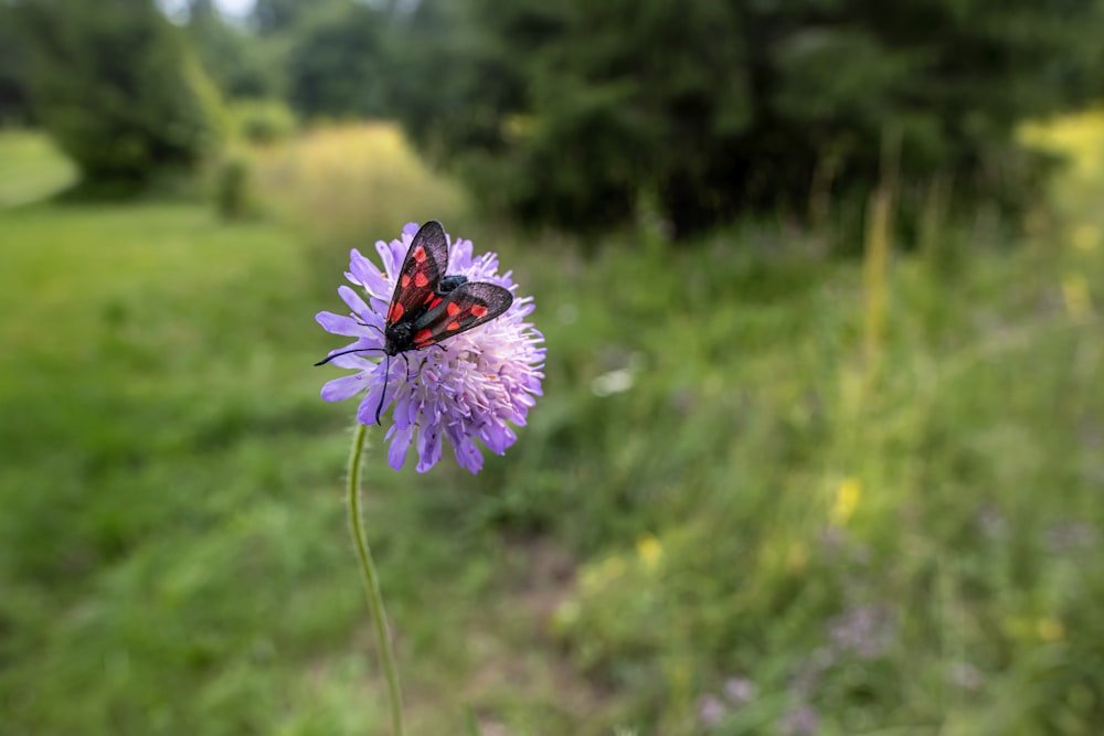 a butterfly on a flower