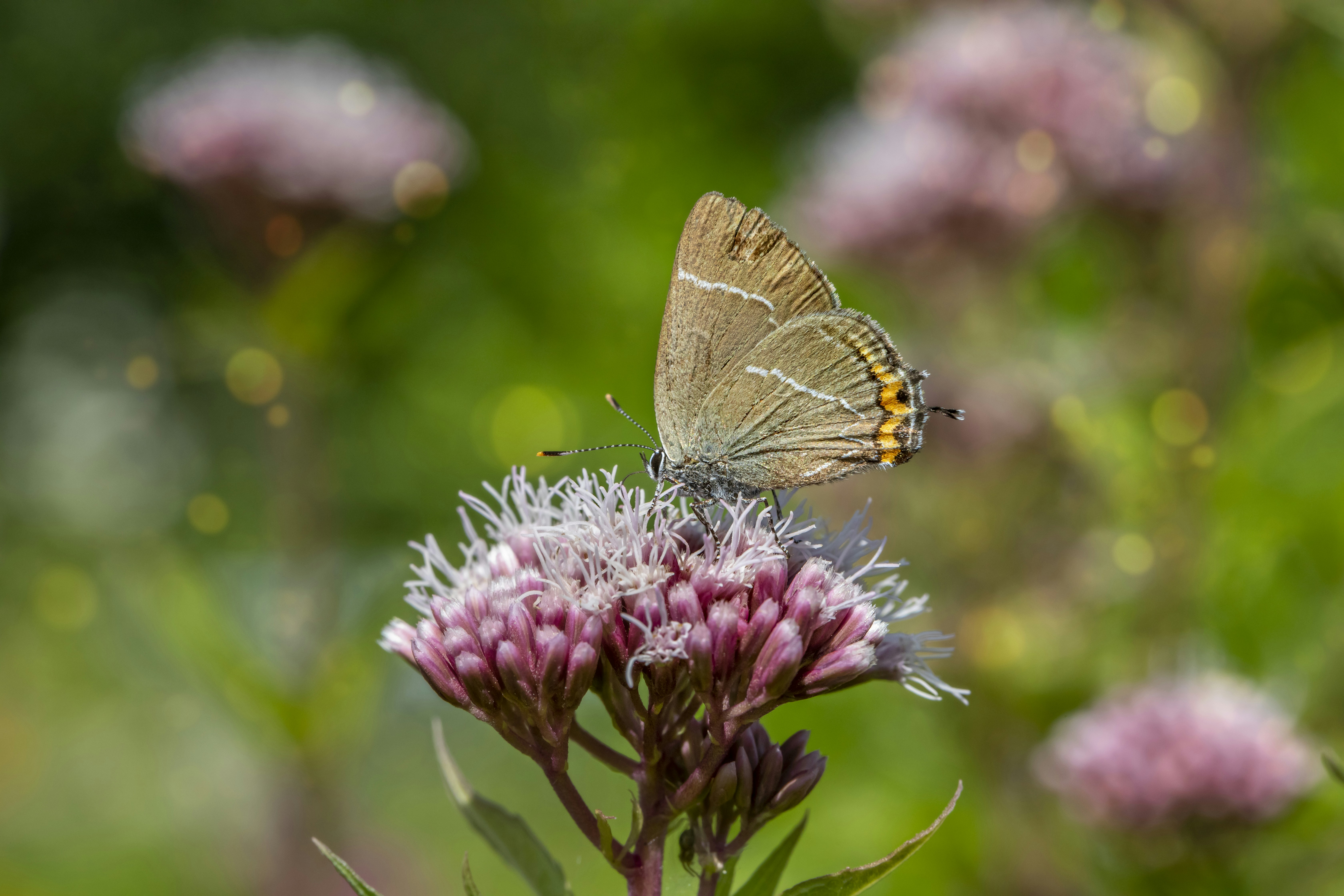 Photo by erik_karits