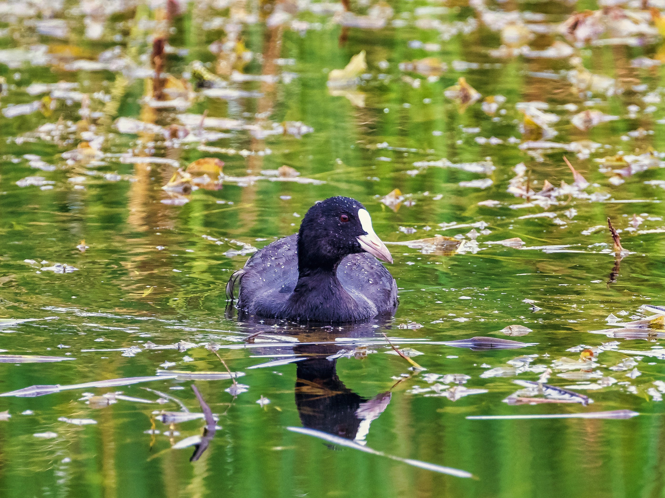 a duck swimming in water