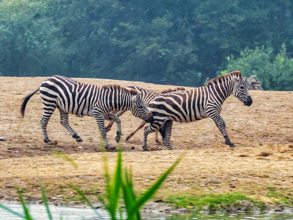 a group of zebras run across a dirt field