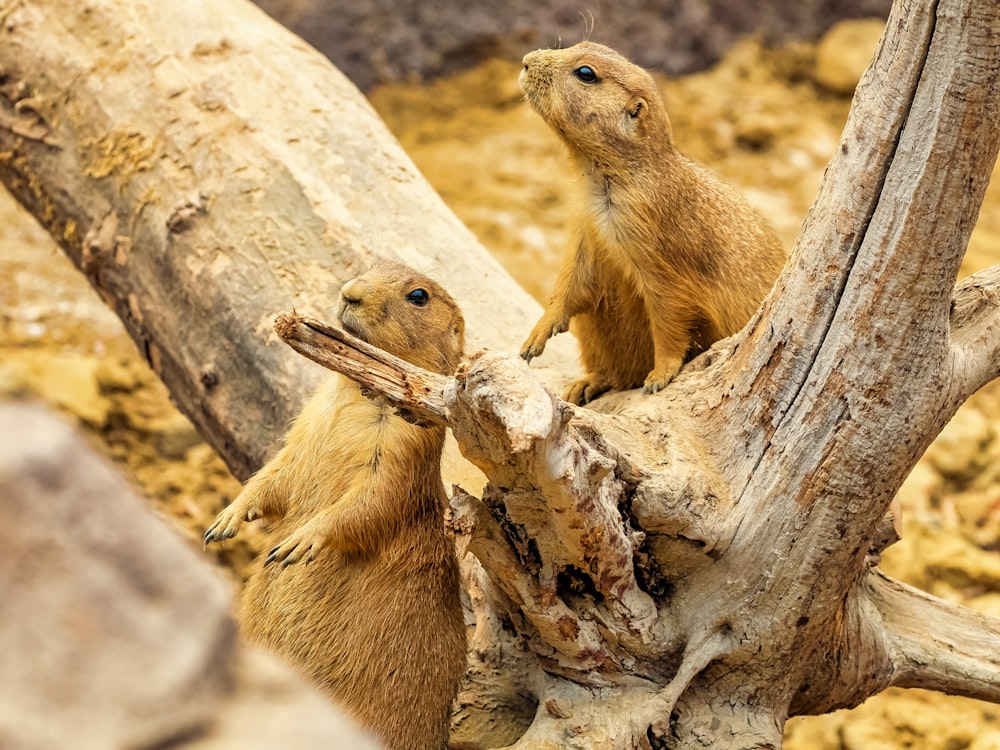 a group of small animals on a tree branch