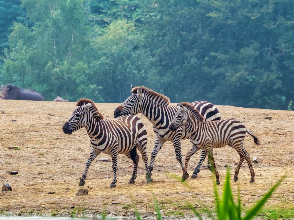 a group of zebras walk across a dirt field