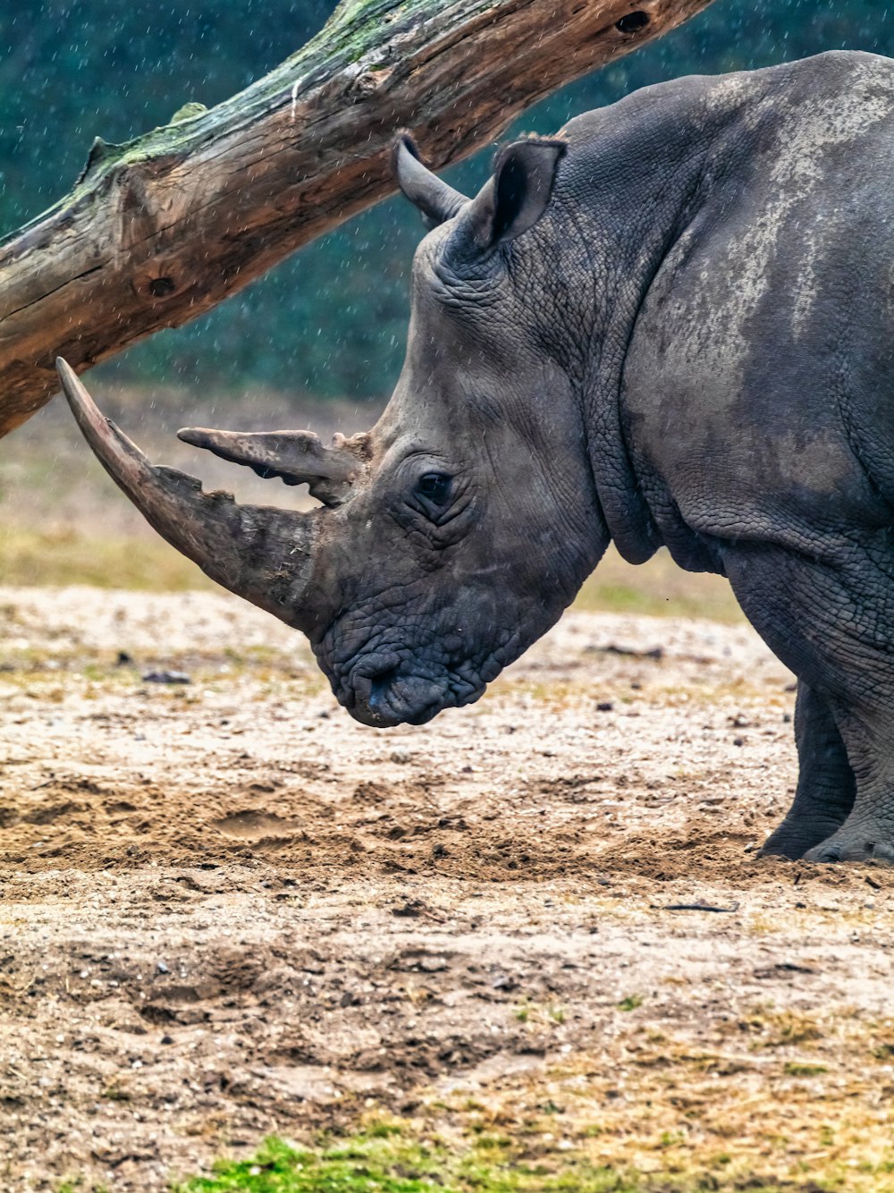 a rhinoceros standing on dirt