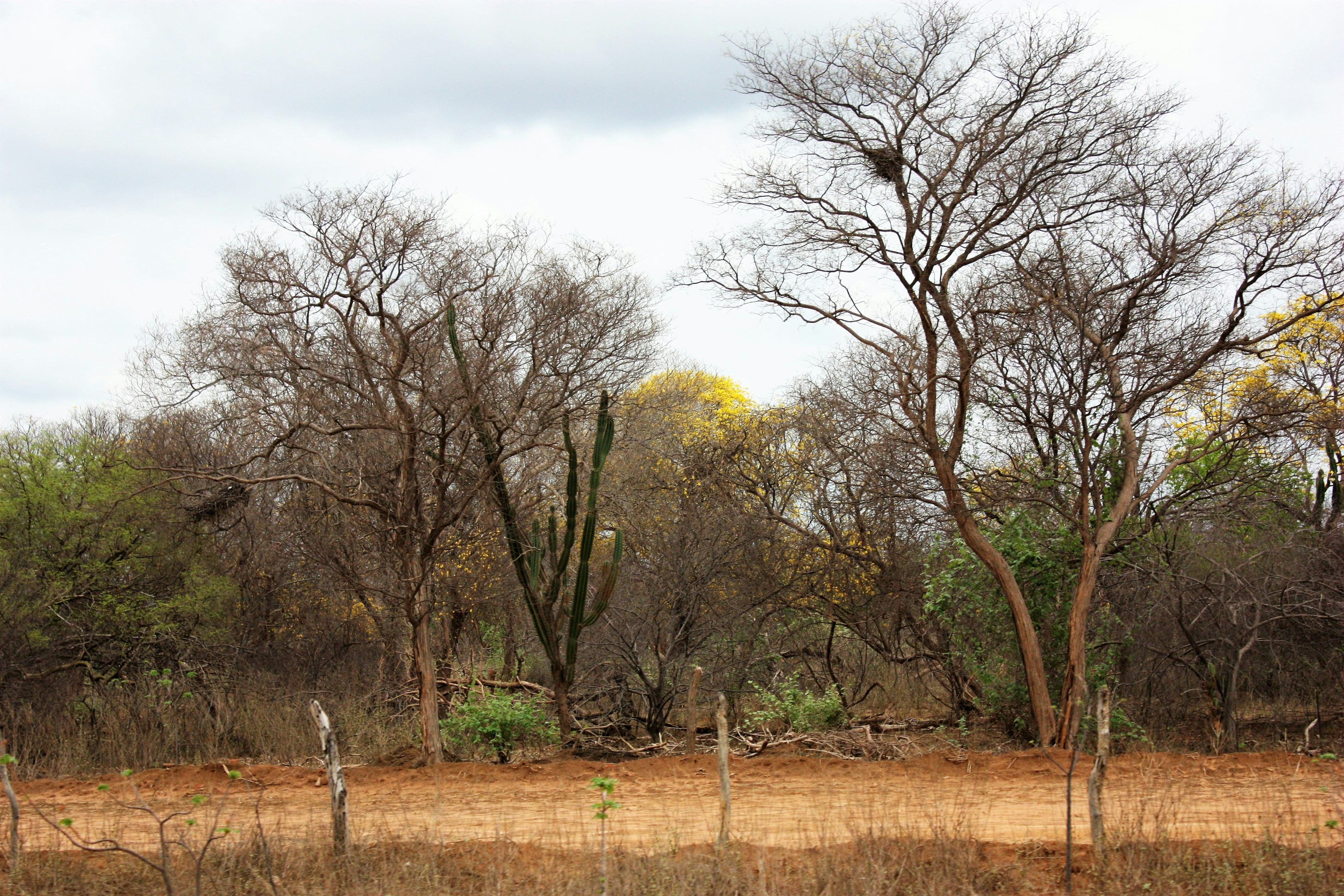 Malolotja Nature Reserve, Eswatini - Sertão do Piauí