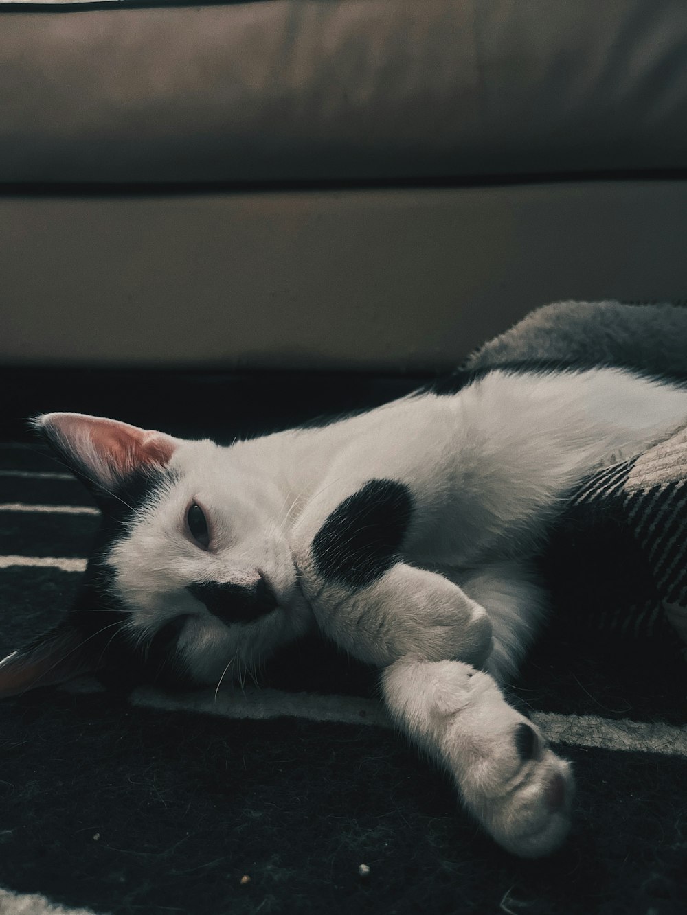 a cat lying on the ground