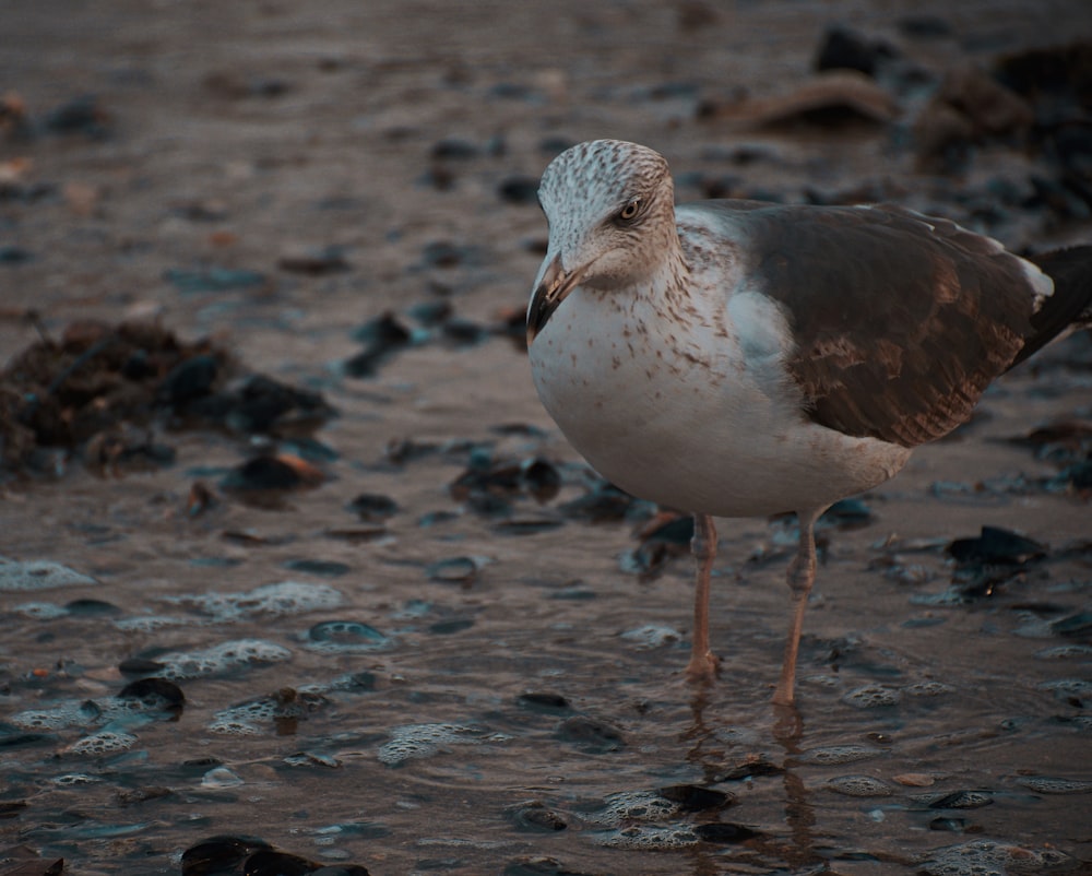 a bird standing on the ground