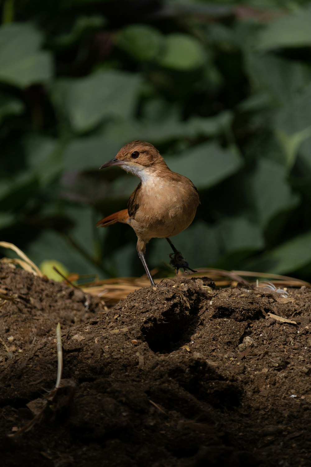 a small bird standing on a rock