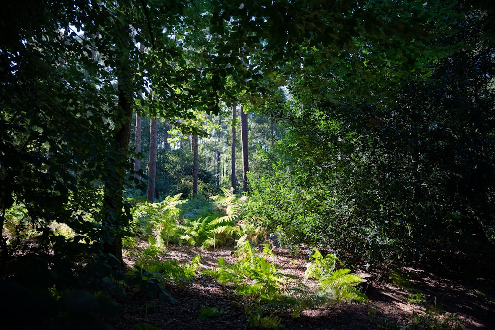 a forest with trees