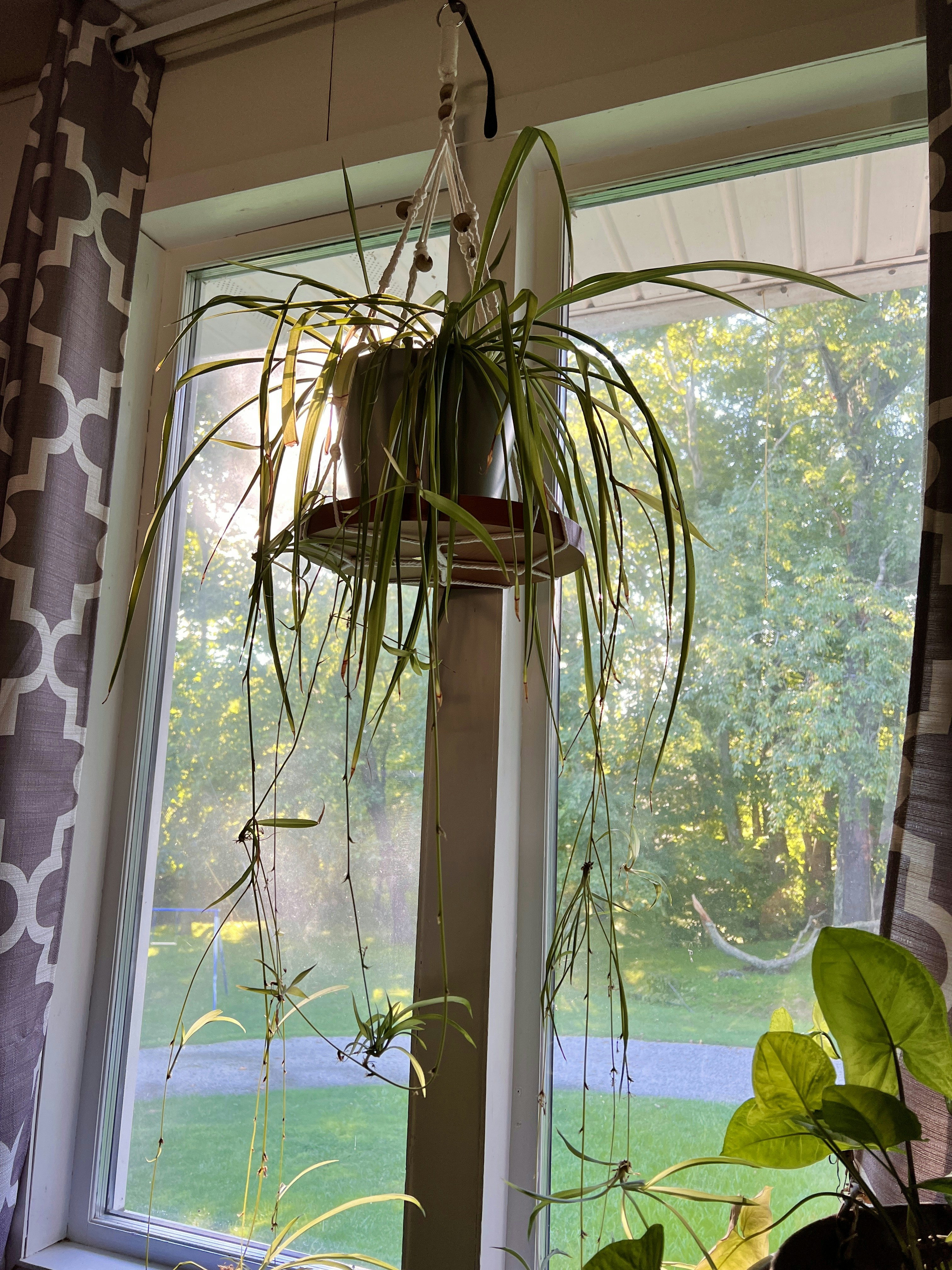 Spider Plant