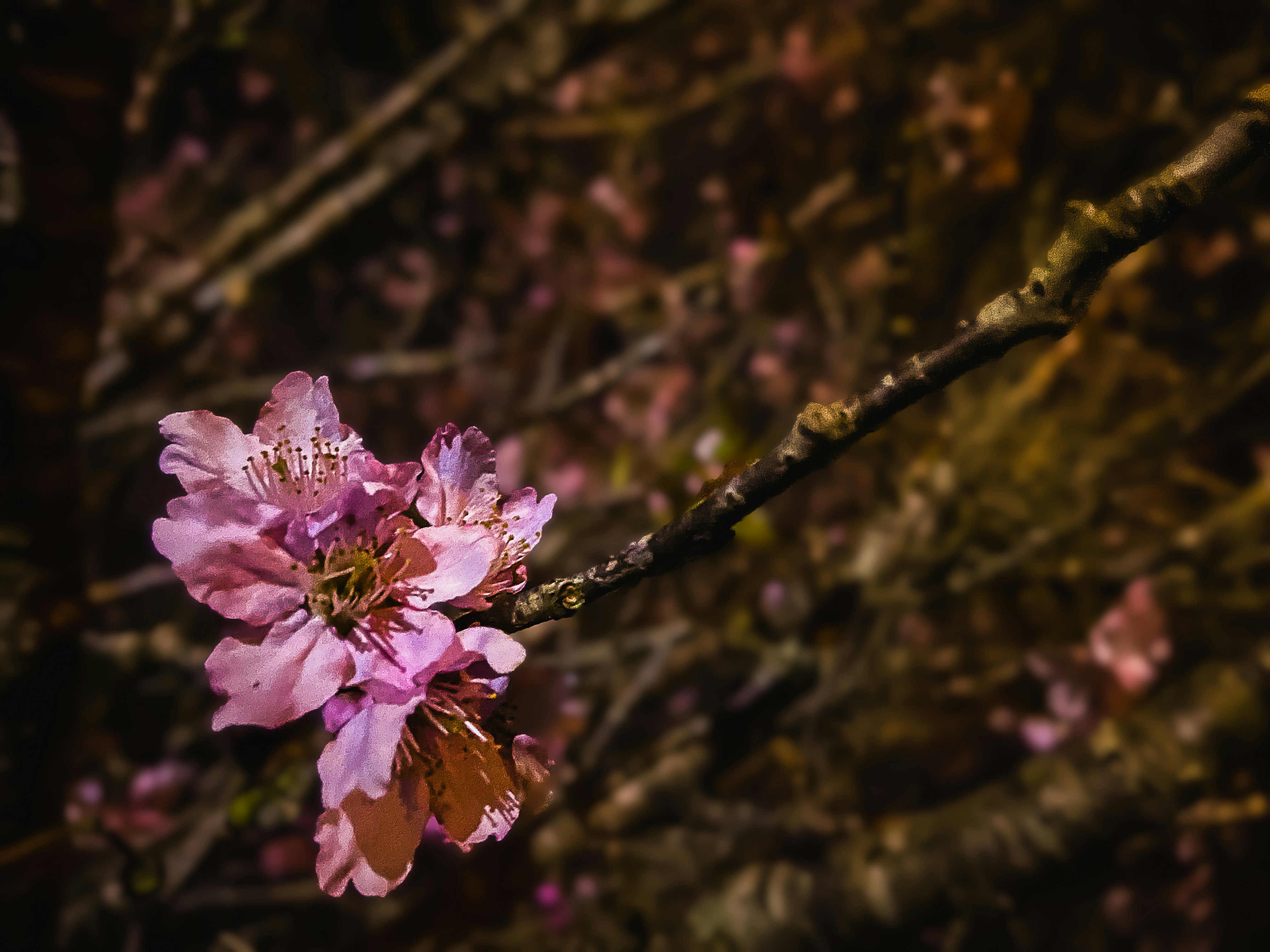 a close up of a flower