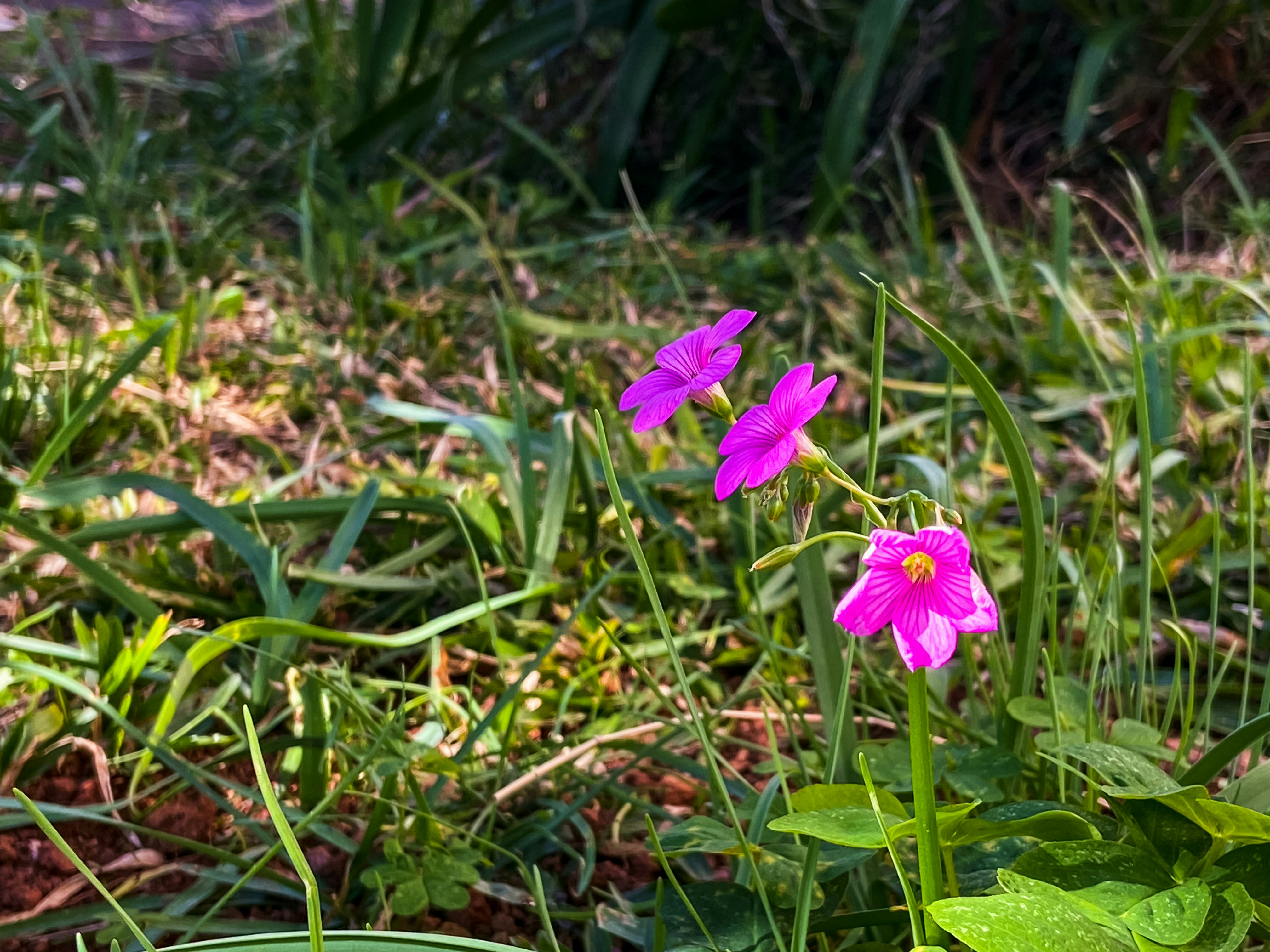 a group of purple flowers