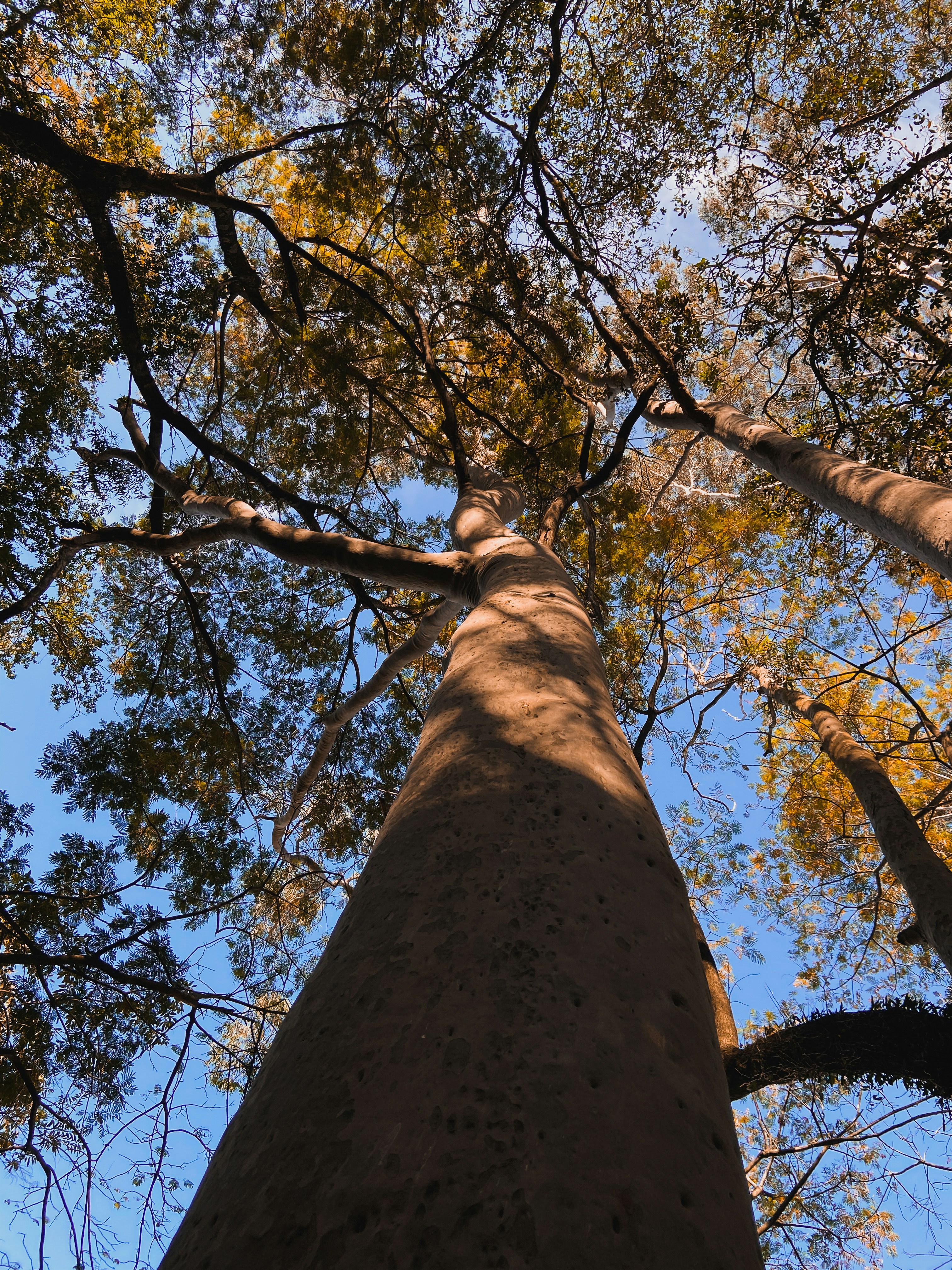 a tree with yellow leaves