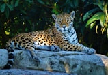 A jaguar resting quietly in the dense green jungle of the Riviera Maya