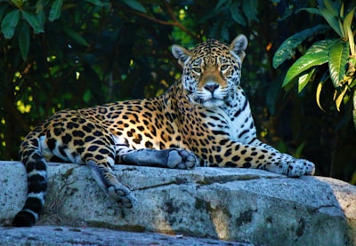 A jaguar with distinct black spots and a tawny coat is reclining on a large rock. Surrounding the animal, lush green foliage is visible, suggesting a natural habitat. The jaguar appears relaxed and poised, with clear focus on its face and body.