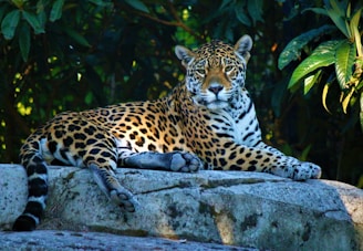 A jaguar with distinct black spots and a tawny coat is reclining on a large rock. Surrounding the animal, lush green foliage is visible, suggesting a natural habitat. The jaguar appears relaxed and poised, with clear focus on its face and body.