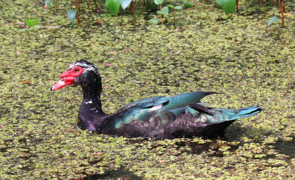 un pato negro y azul