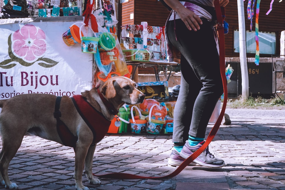 a dog wearing a garment