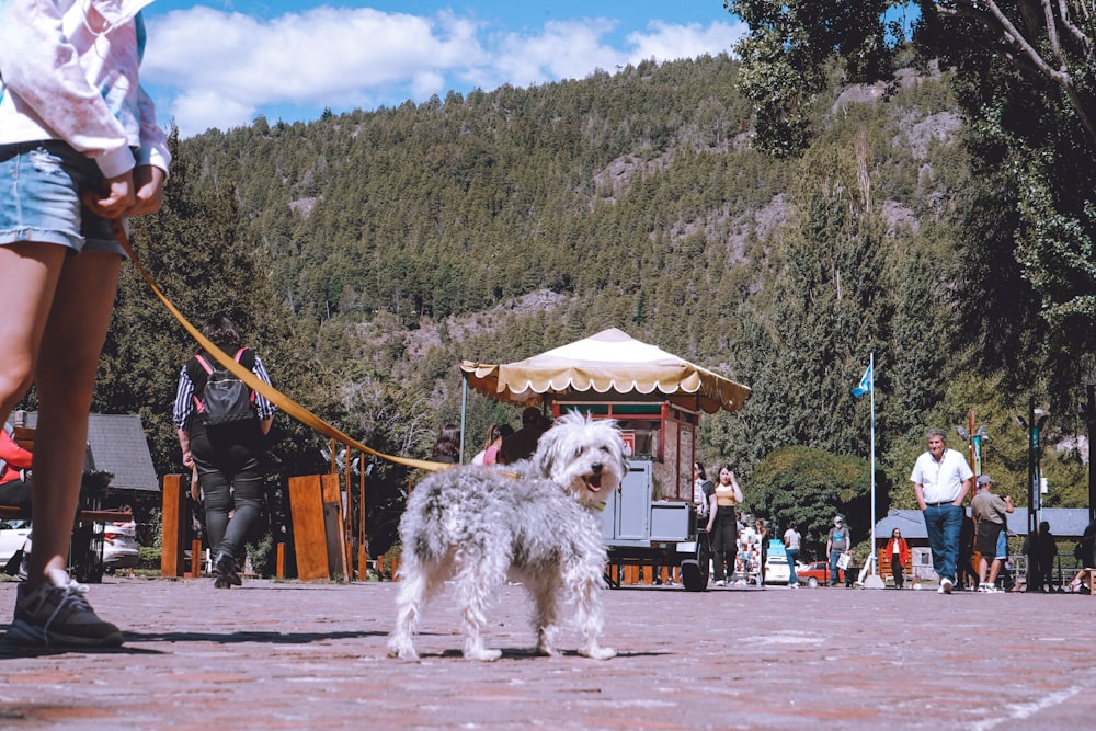 a dog on a leash on a leash in front of a crowd