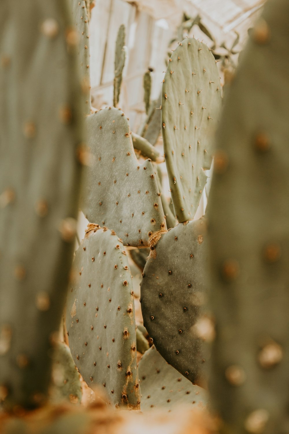 a close up of a leaf