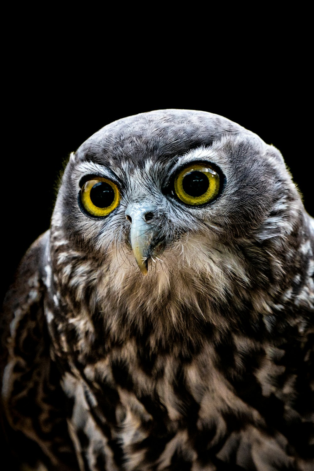 a close up of an owl