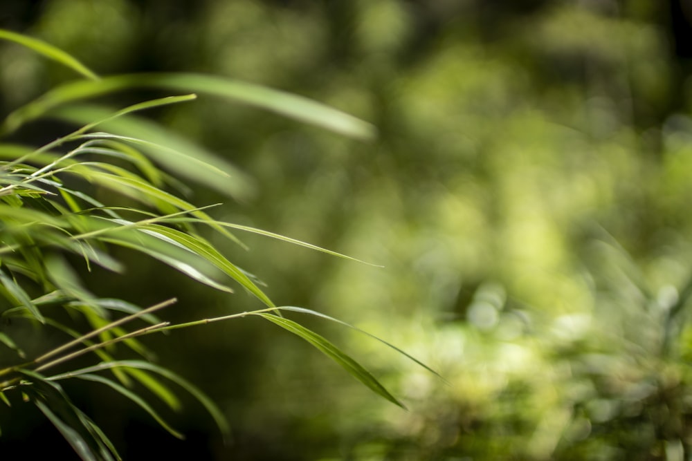 close up of green leaves