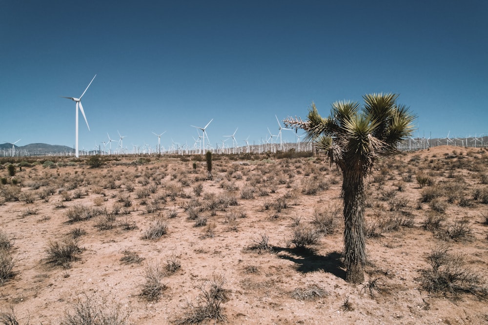 a desert with wind turbines