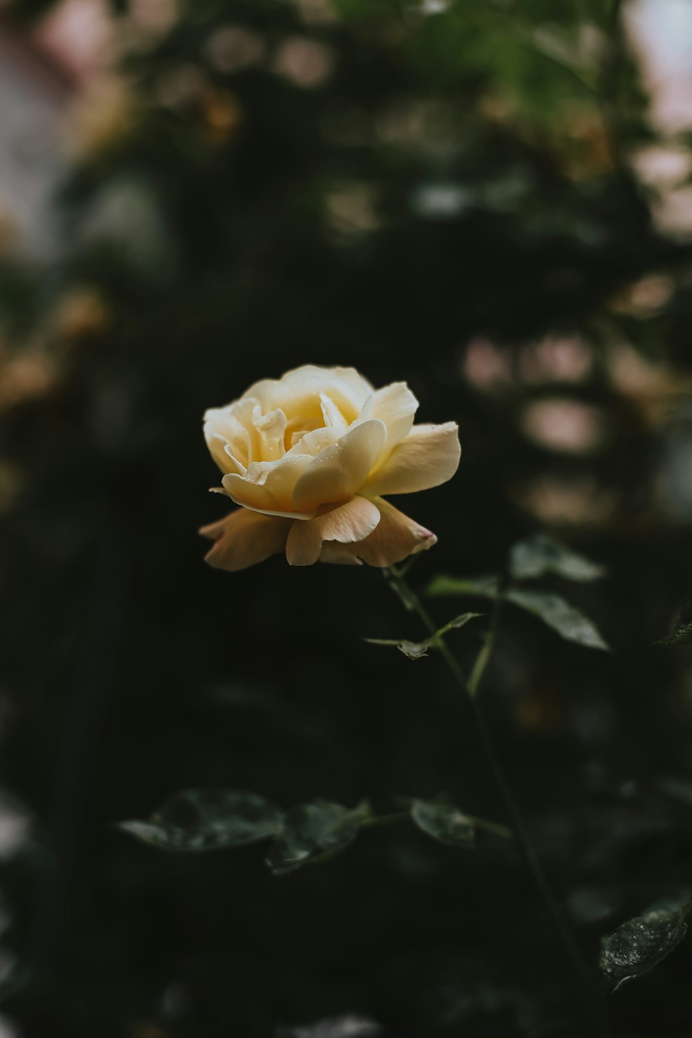 a yellow rose on a bush