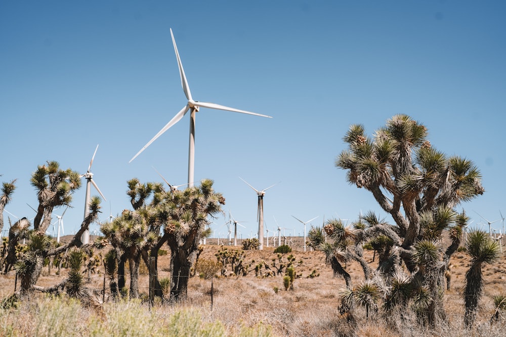 un groupe d’éoliennes dans un champ