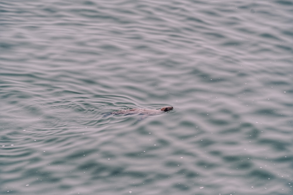 a seal swimming in the water