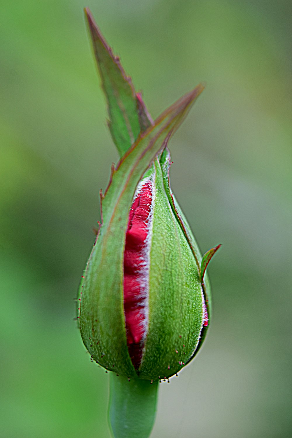 a red and green flower bud with a blurry background