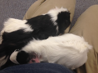 Two small animals, likely guinea pigs, are resting on a person's lap. One has black and white fur, while the other is mostly white with a bit of black. They are lying on beige pants, and the background is a textured carpet.