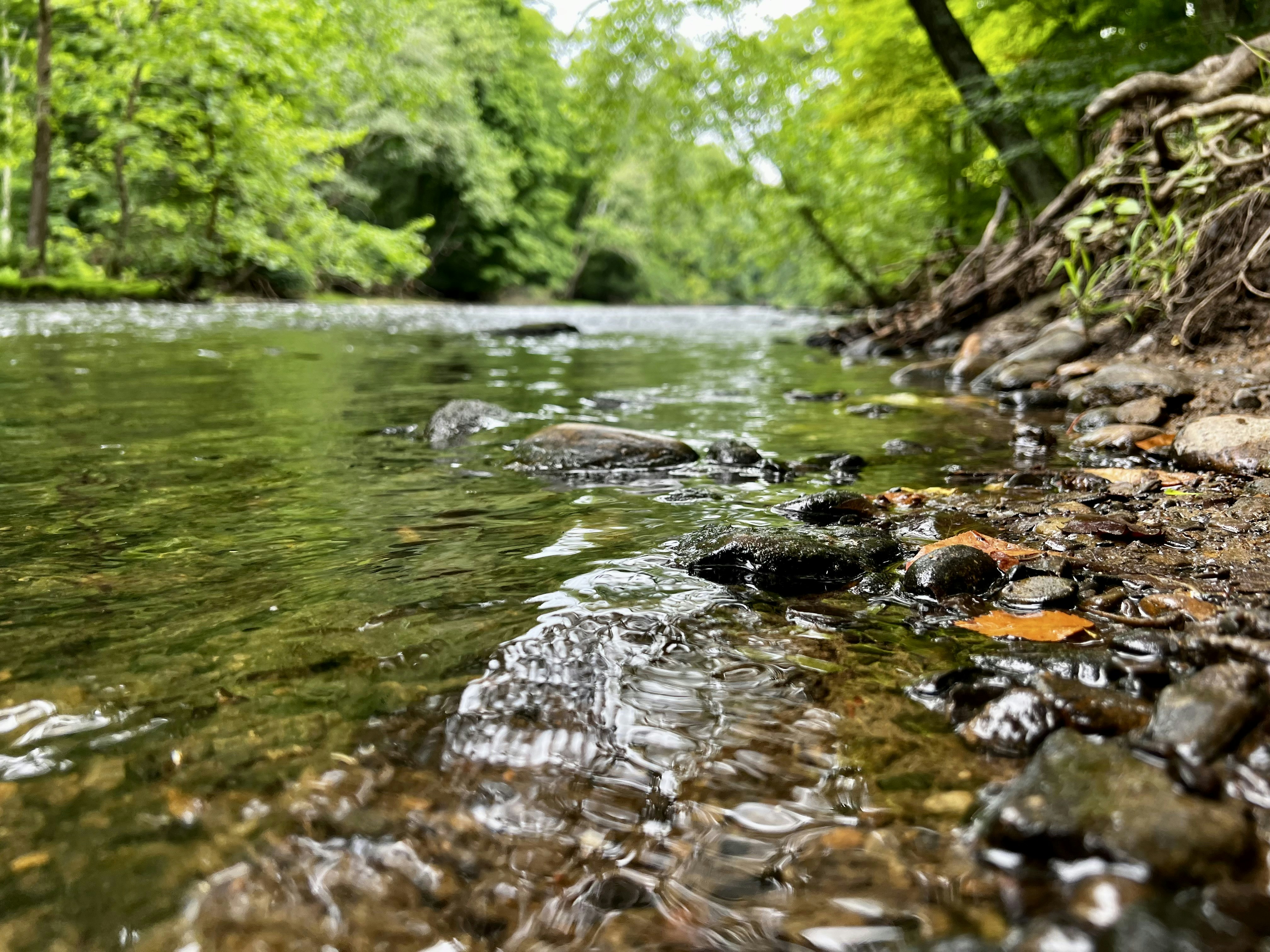 a stream with rocks and trees