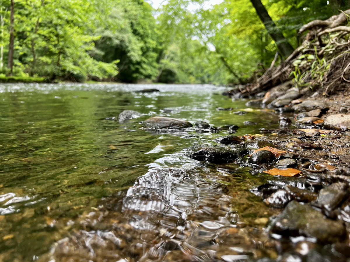 A shallow, rocky stream under green trees in Mohican State Park
