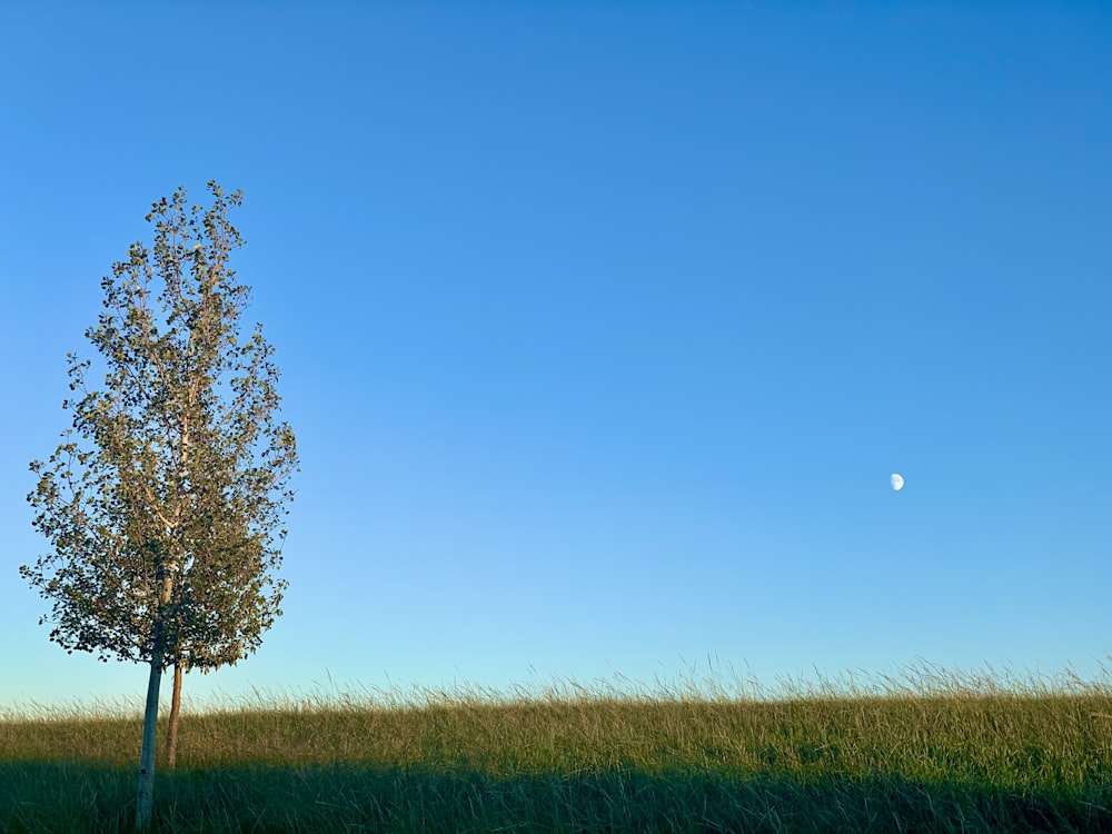 a tree in a field