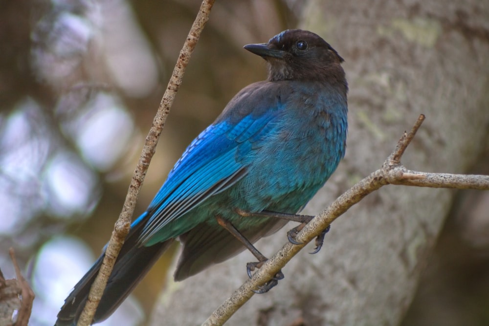 a bird sitting on a branch