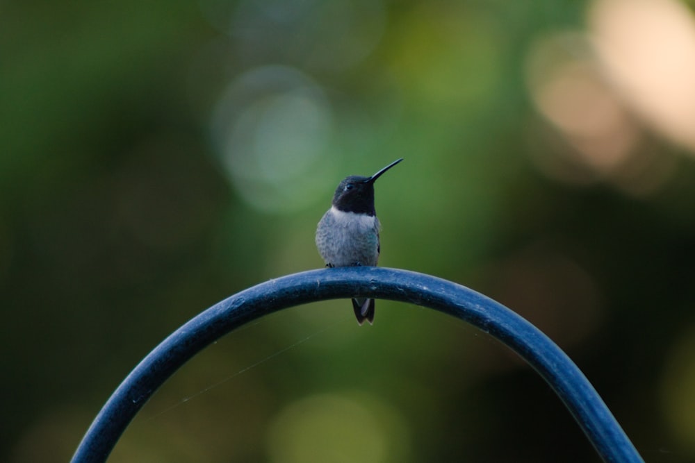 a small bird sits on a blue metal pole