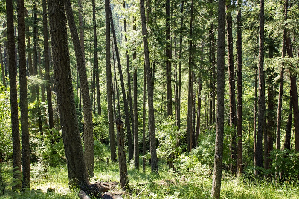 a forest of trees