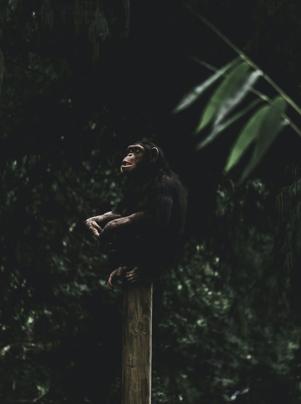 a monkey sitting on a tree