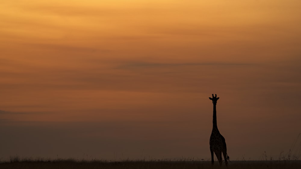 a giraffe stands in a field