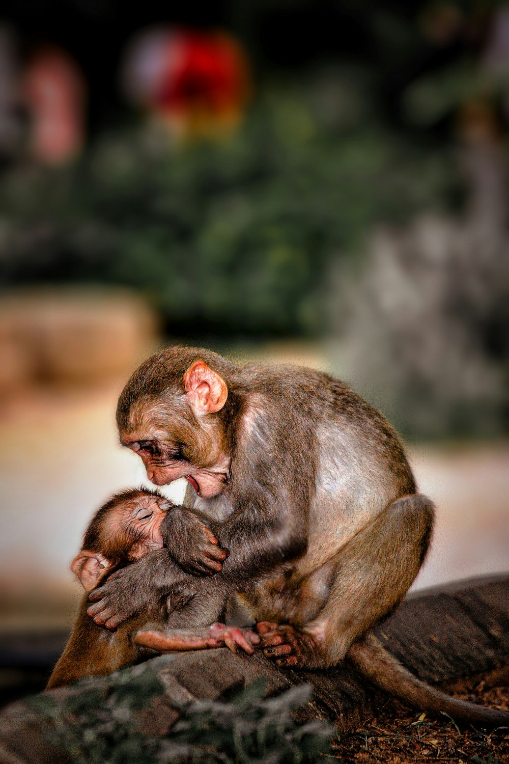 a monkey holding a baby monkey