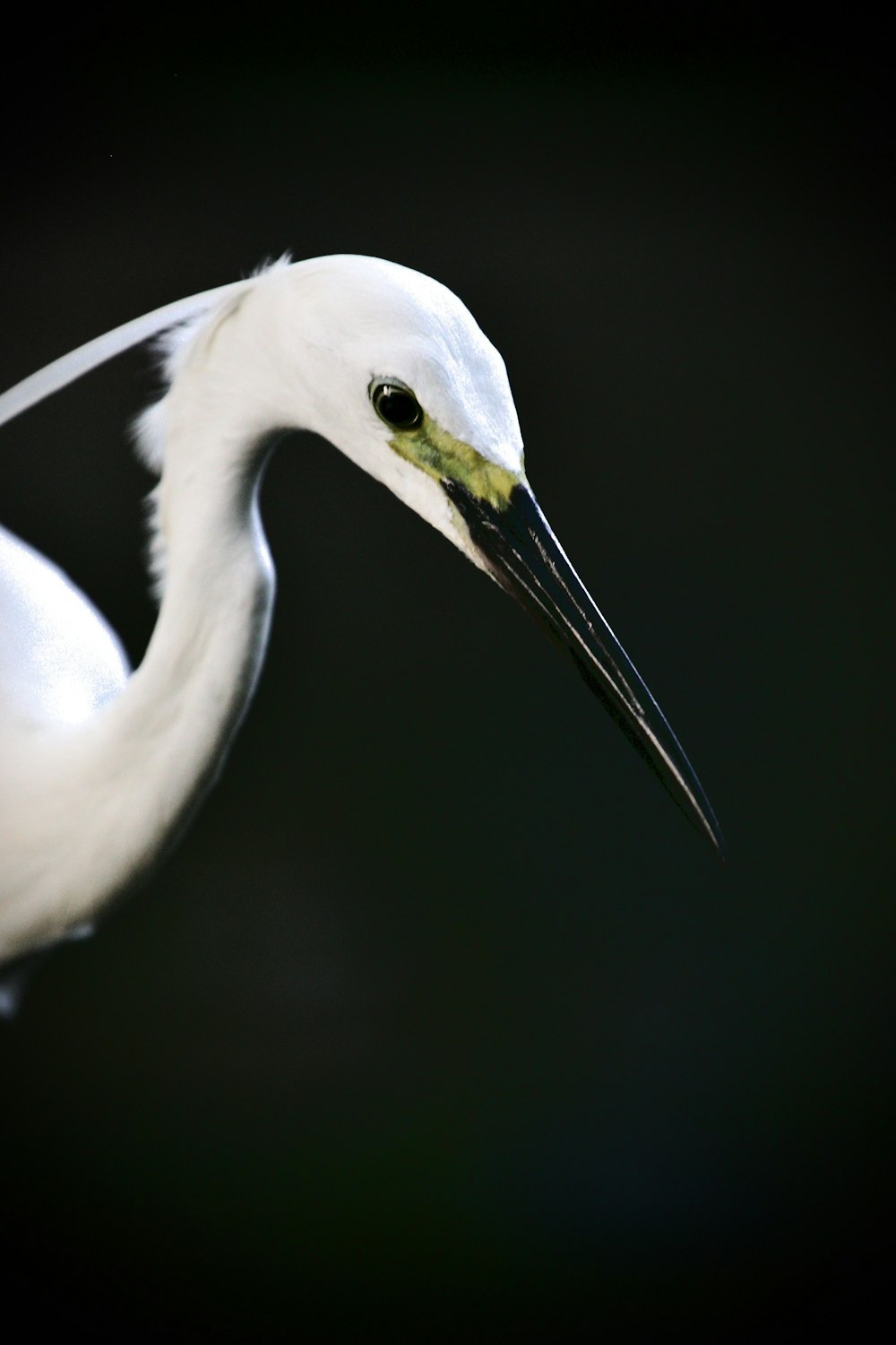 a white bird with a long beak