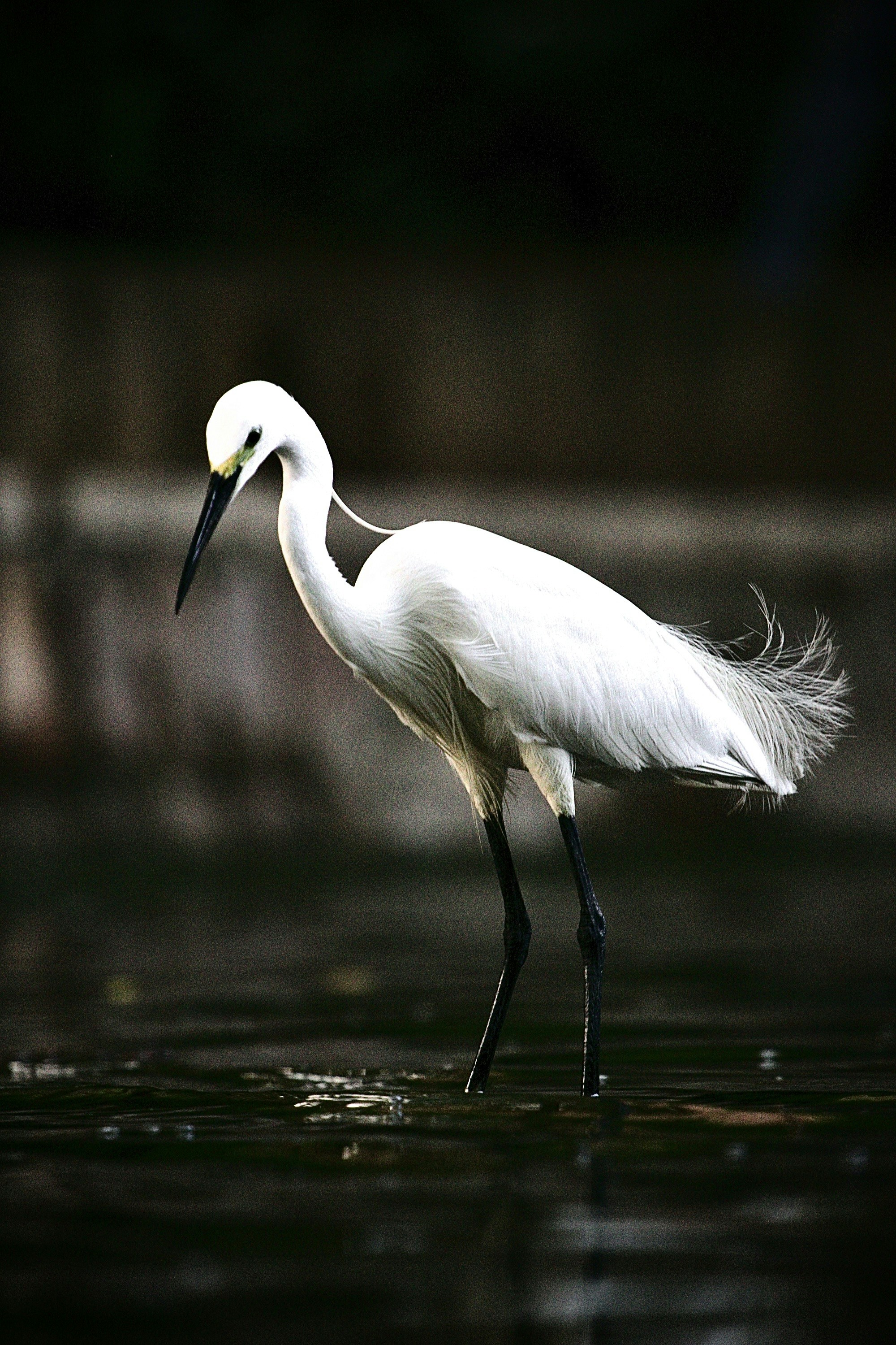 heimischer vogel mit langem schnabel